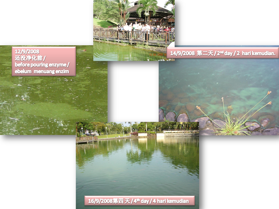 Sibu Purifying pond
